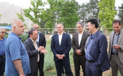 پیش‌بینی تولید 350 هزار تن دانه‌های روغنی در کشور