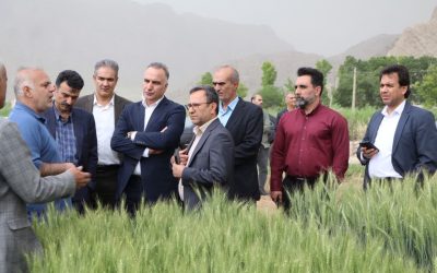 پیش‌بینی برداشت ۶ هزار تن کلزا و ۵۵۰ هزار تن گندم در استان